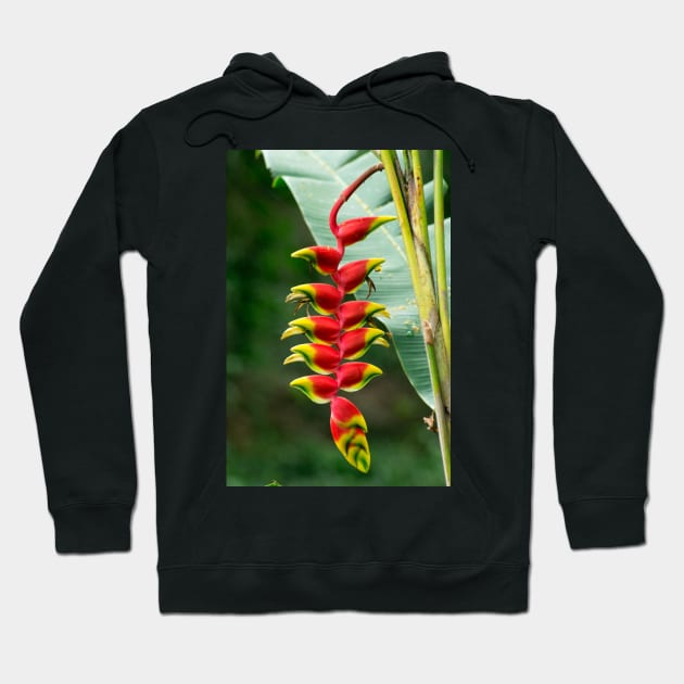 rbs hanging lobster claw Hoodie by pcfyi